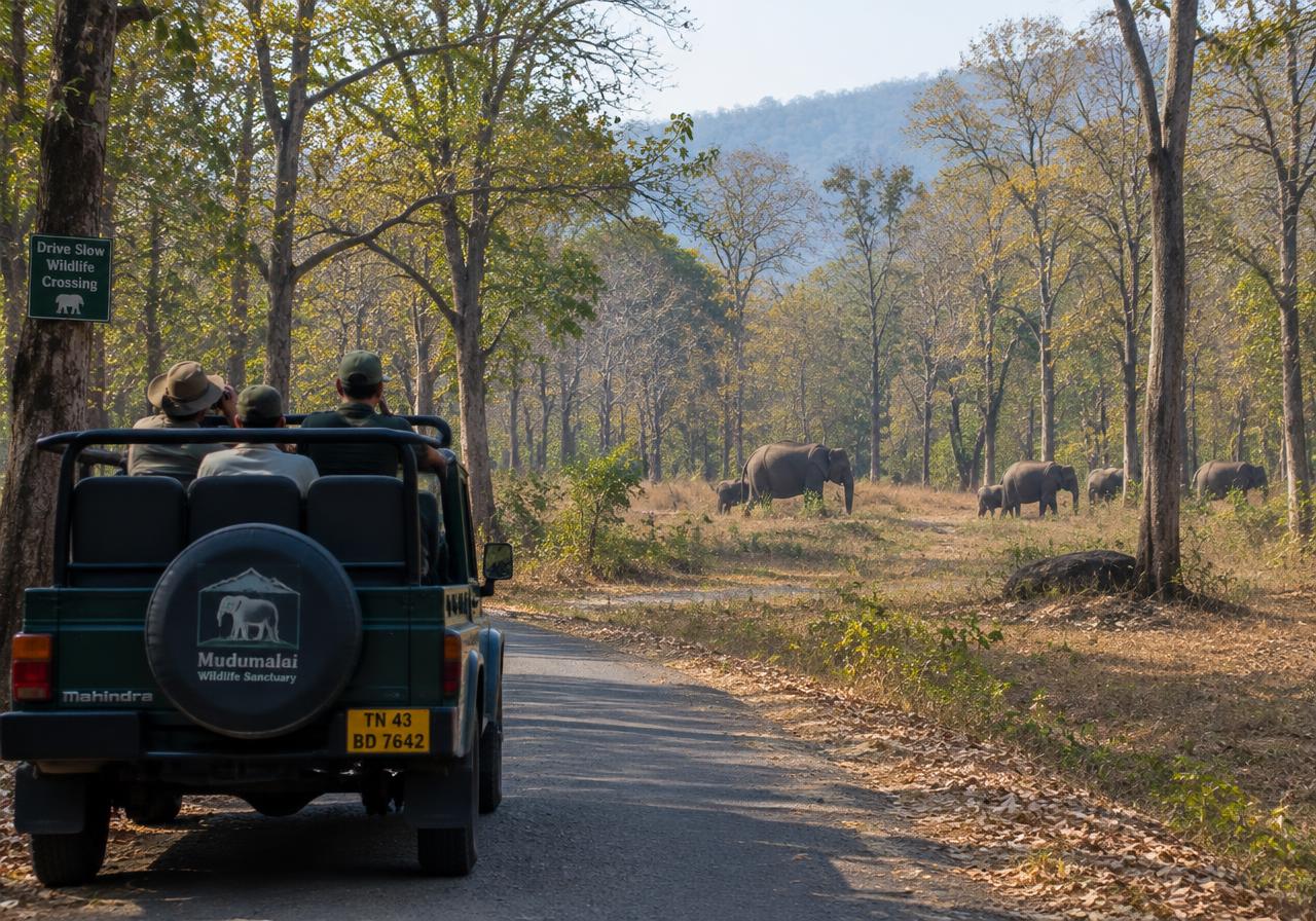 Mudumalai sightseeing